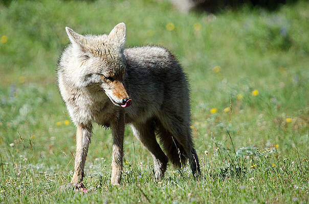 Photograph - Lick His Chops by Gary Wightman