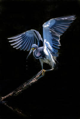 Bird Wall Art featuring the photograph Light As A Feather by Ghostwinds Photography