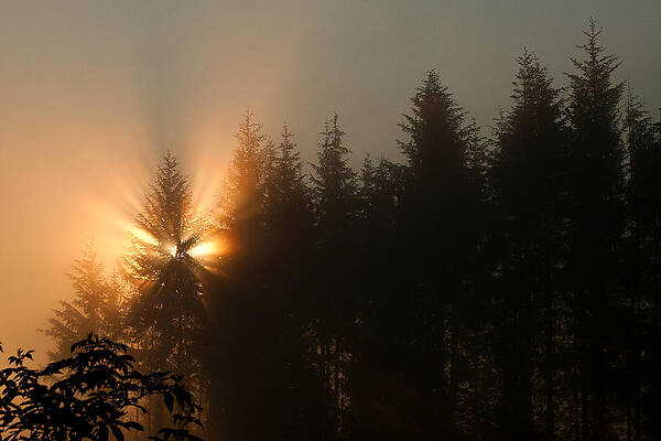 Sunrise Wall Art featuring the photograph Light Burst by Lisa Chorny