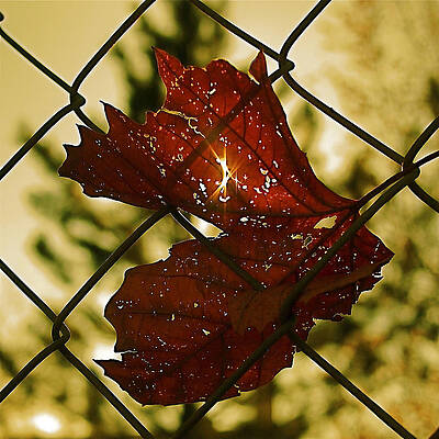 Wall Art featuring the photograph Light Leaf Links by Rona Black