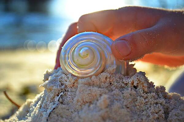 Hand Holding a Seashell on Sandy Beach Wall Art