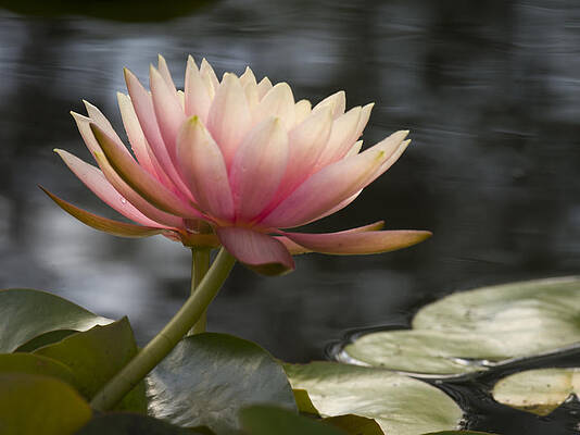 Water Wall Art featuring the photograph Light Pink Water Lily by Jean Noren