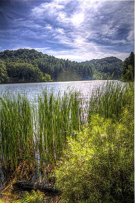 Blue Wall Art featuring the photograph Light Through The Willows by Jonny D