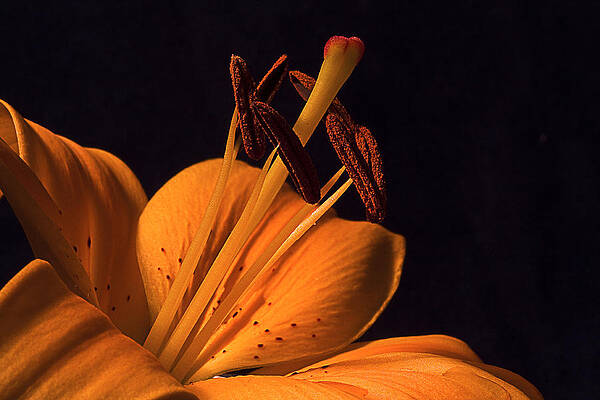 Delicate Wall Art featuring the photograph Light Touch Ll by Shirley Mitchell