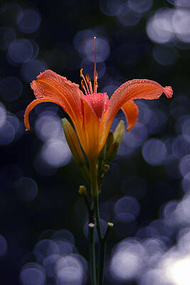 Wall Art featuring the photograph Lily After A Shower by Raymond Salani III