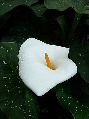 White Photograph - Lily by Richard Reeve