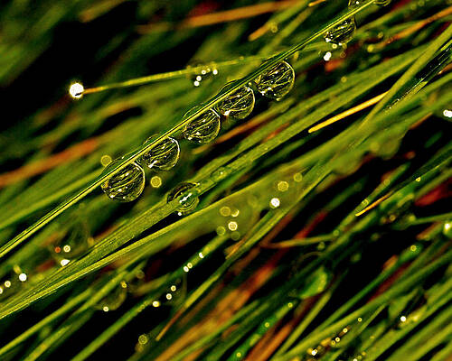 Wall Art featuring the photograph Lineup by Rona Black