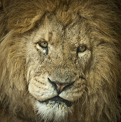 Mammal Wall Art featuring the photograph Lion King by Chris Boulton