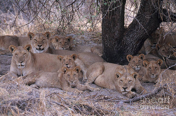 Lion Pride Photos for Sale by Science Source Prints