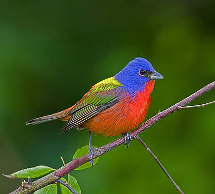 Photograph - Living Rainbow by Jim E Johnson