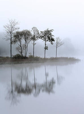 Reflection Wall Art featuring the photograph Loch Ard Trees In The Mist by Grant Glendinning