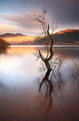 Minimalist Wall Art featuring the photograph Loch Lomond Tree by Grant Glendinning