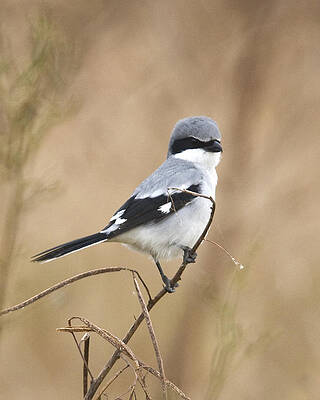 Photograph - Loggerhead Shrike by Jim E Johnson