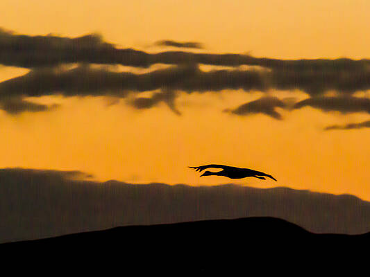 Dramatic Wall Art featuring the photograph Lone Flying Sandhill Crane At Sunset by Jean Noren