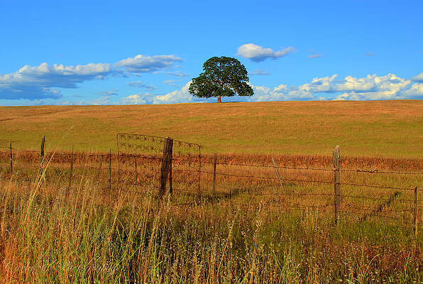 Tree Photograph - Lone Oak And Bed Springs by Carla E