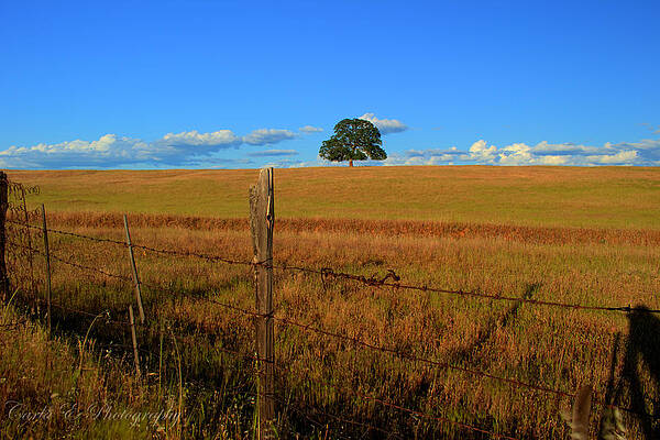 Wall Art featuring the photograph Lone Oak On The Plains by Carla E