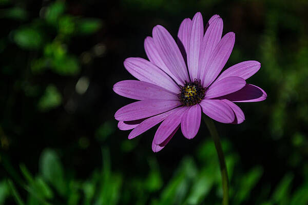 Isolate Wall Art featuring the photograph Lonely African Daisy by Scott Lyons