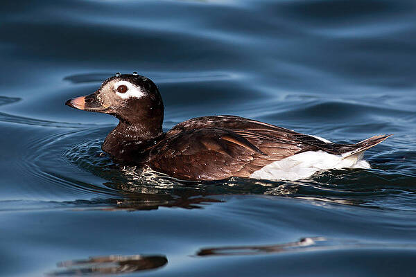 Bird Wall Art featuring the photograph Long Tailed Duck by Grant Glendinning