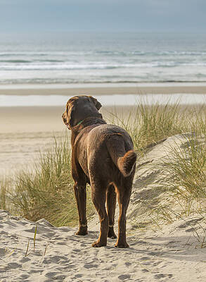 Nature Photograph - Longing by Jean Noren