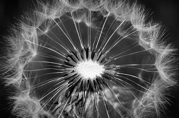 Wall Art featuring the photograph Look Into My Eye by Crystal Wightman