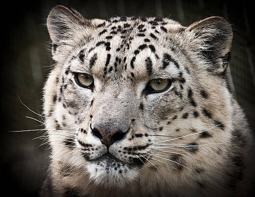 Majestic Snow Leopard Gaze Photograph