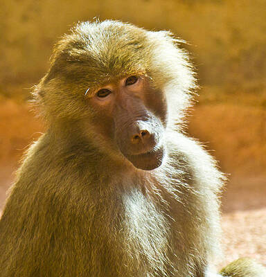 Wildlife Wall Art featuring the photograph Looking At You. by Jonny D