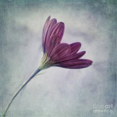 Side View of a Pink Daisy Wall Art