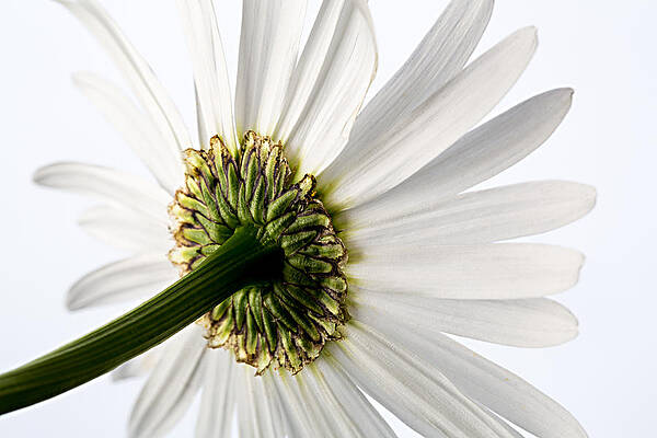 Summer Photograph - Looking Up by Mary Jo Allen