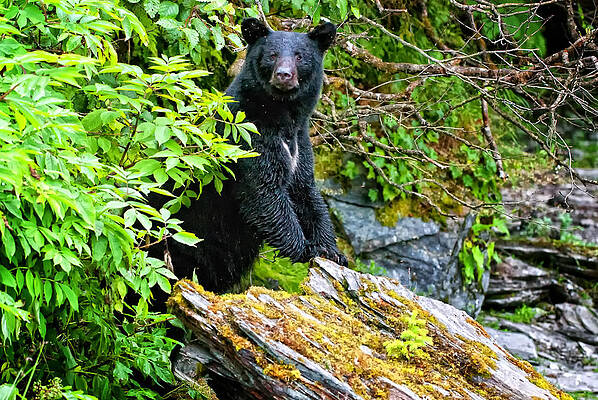 Bear Wall Art featuring the photograph Lookout by Ghostwinds Photography