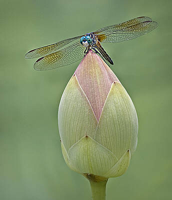Flower Photograph - Lotus Bud And Dragonfly by Susan Candelario