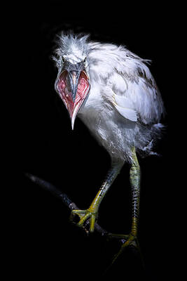 Wall Art featuring the photograph Loud And Clear by Ghostwinds Photography