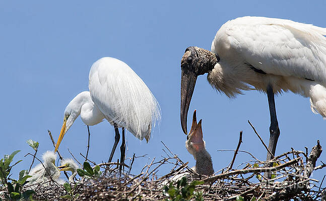 Wall Art featuring the photograph Love Is Sharing Your Space by Mary Lou Chmura