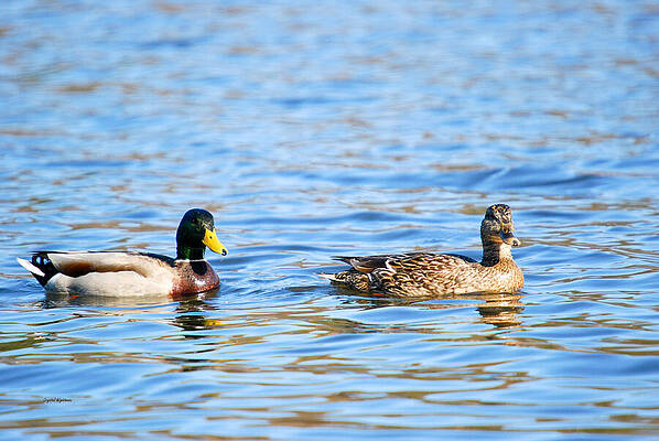 Color Photograph - Male And Female Ducks by Crystal Wightman