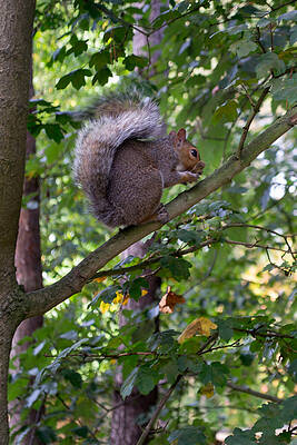 Wild Photograph - Lunch Break by Scott Lyons