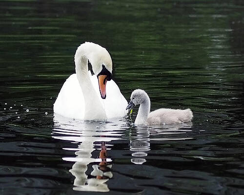 Wall Art featuring the photograph Lunchtime For Swan And Cygnet by Rona Black