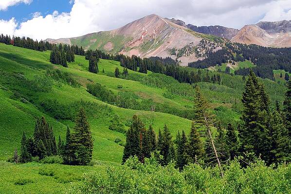 Wilderness Painting - Lush Green Of A Colorado Summer by Cascade Colors