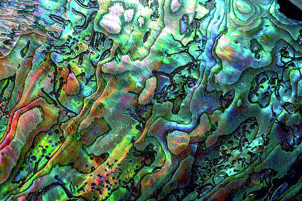 Vibrant Abalone Shell Patterns Wall Art