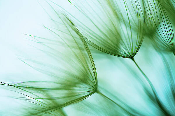 Delicate Dandelion Seed Heads Wall Art