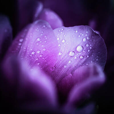 Wall Art featuring the photograph Macro Shot Of Pink Tulips With Drops In by Sankai