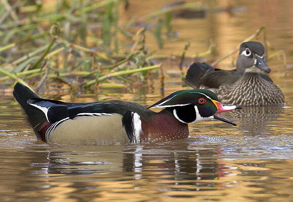 Photograph - Mad Drake by Jim E Johnson