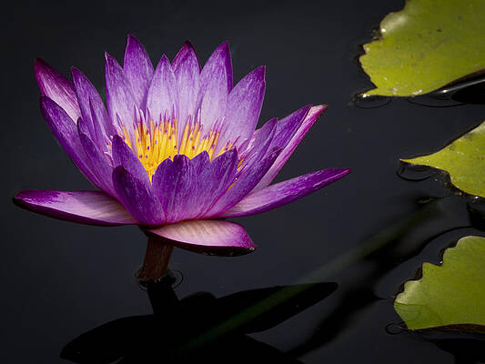 Water Wall Art featuring the photograph Magenta WaterLily by Jean Noren