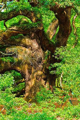 South Carolina Photograph - Magnificent Angel Oak by Louis Dallara