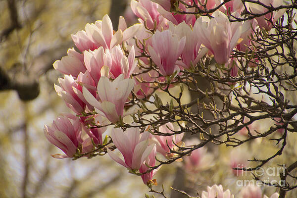 Spring Wall Art featuring the photograph Magnolia Blossoms by William Norton