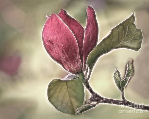 Magnolia Blossom with Leaves Photograph