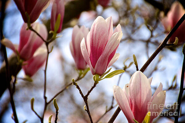 Spring Wall Art featuring the photograph Magnolia by William Norton