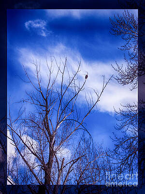 Wall Art featuring the photograph Majestic Bald Eagle In A Dramatic Sky by Omaste Witkowski