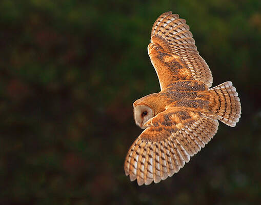 Country Wall Art featuring the photograph Majestic Flight by Beth Sargent