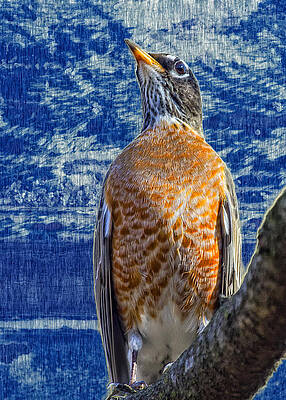Majestic Wall Art featuring the photograph Majestic Robin Blues by Bill and Linda Tiepelman