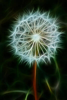 Wall Art featuring the photograph Make A Wish by Joann Copeland-Paul