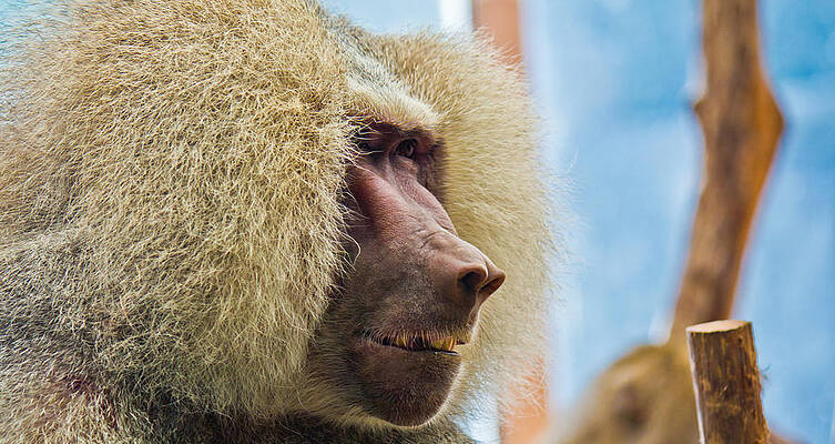 Wall Art featuring the photograph Male Baboon by Jonny D